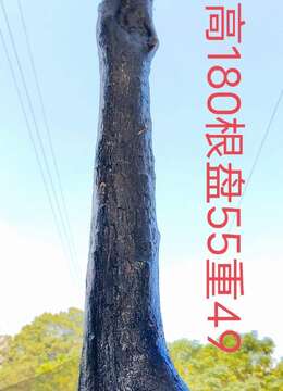 刚刚下山新鲜漂亮母桩金弹子，有喜欢赶紧下单