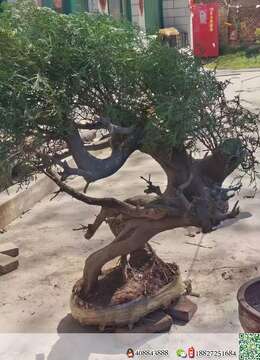 漂亮崖柏，漂亮带土球，有需要的下手吧