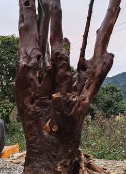 金豆看上的来聊