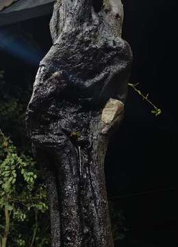 漂亮石头扁扁货。几年熟桩金弹子，有喜欢赶紧下单