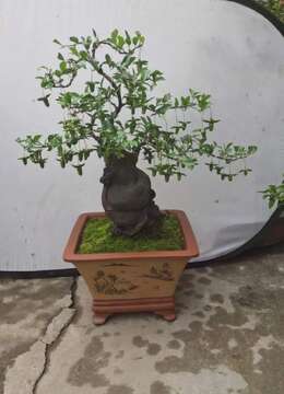 金弹子生桩金弹子售价和联系方式