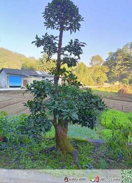 金弹子网金弹子出售价格