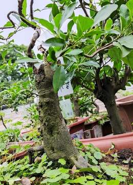 116号金弹子精美造型云南造型好的盘枝金弹子小桩品种盆景