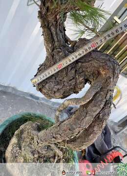 金弹子老桩金弹子安全交易方法