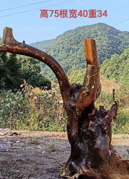 金弹子网已经上盆挂果小叶金弹子