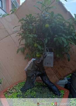 金弹子盆景金弹子垂枝