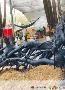 漂亮龙型金弹子，漂亮，