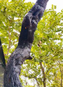 漂亮怪桩金弹子，有喜欢赶紧下单