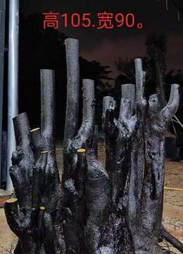 刚刚下山新鲜漂亮丛林大桩，有喜欢赶紧下单