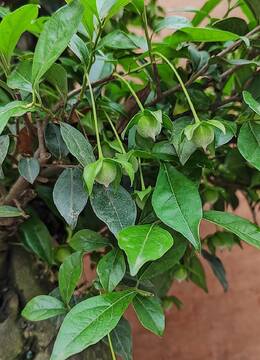 硕果累累169号大红花生果金弹子盆景满树金弹子果子都是花生果金弹子