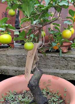 最出名的盆景树种排名前十名