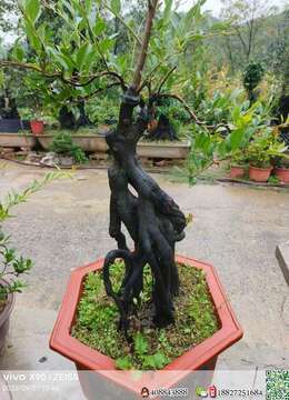 金弹子老桩很古朴金弹子出售