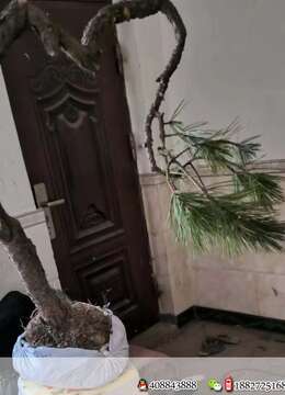 金弹子网小区绿化挂果小叶金弹子