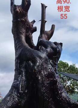 漂亮大母桩金弹子，有喜欢赶紧下单