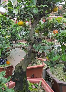 老鸦柿秋天上什么肥好