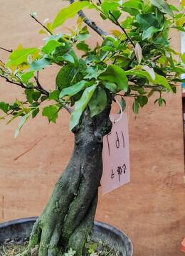 血红果金弹子167号浙江阳台盆景绿植金弹子浙江客厅金弹子绿植盆景