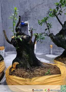 金弹子盆景襄阳金弹子怪桩交易市场