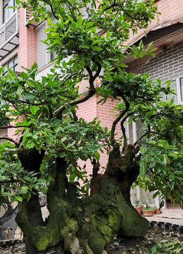 102号金弹子：别墅景观造型金弹子丛林多杆盆景，全冠老桩金弹子