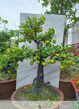 金弹子盆景价格金弹子安全交易方法