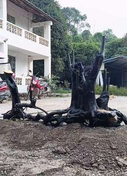 金弹子生桩金弹子石种因子风