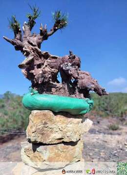 出土山松喜欢速度