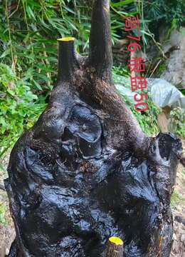 金弹子网金弹子出售价格