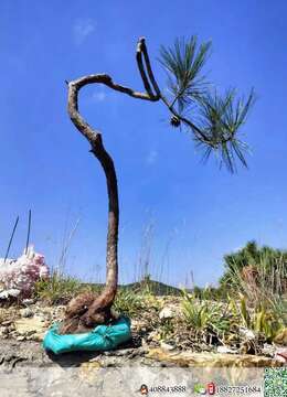 金弹子盆景价格金弹子垂枝