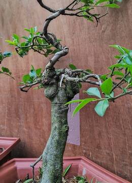 视频号金弹子盆景161号金弹子树桩盆景老桩挂果品种金弹子