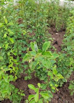 便宜出一年生金弹子苗子树苗，都是挂果金弹子品种 ，还有4-7年的苗子，很多已挂果