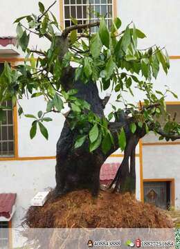 金弹子乔，根宽60，高108