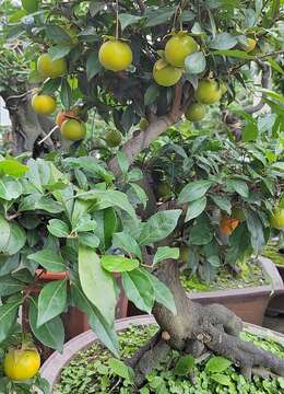 金弹子的果逐渐成熟了，看看这棵金弹子景观树挂上胡芦果效……