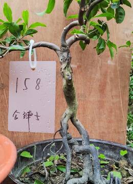 拐拐金弹子158号大红花生果金弹子小品河南庭院客厅金弹子绿植