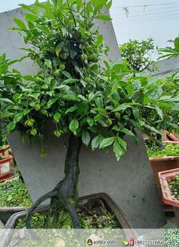 金弹子下山桩私家金弹子