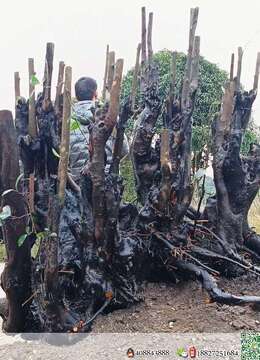 枞林老桩看上的来聊