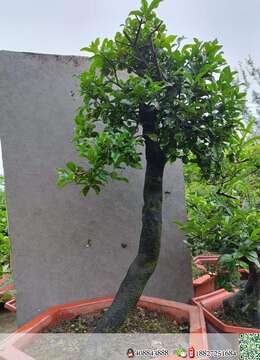 挂果金弹子金弹子怎么卖