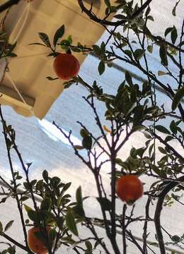 千斤大母桩金弹子，已经嫁接好。别墅庭院首选。霸气十足