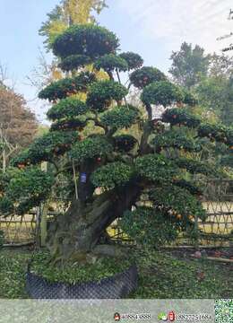 金弹子年功桩，别墅庭院首选，喜欢的老板联系喔