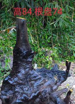 金弹子盆景传统金弹子售价和联系方式