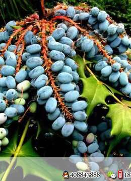 十大功劳（十全十美）全冠熟桩一对，看上的老板来