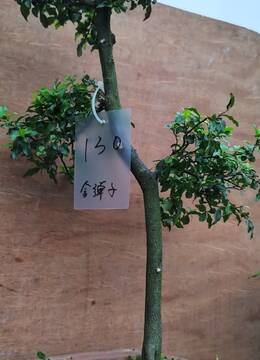 公花金弹子130号只开公花不挂果的公弹子树桩盆景