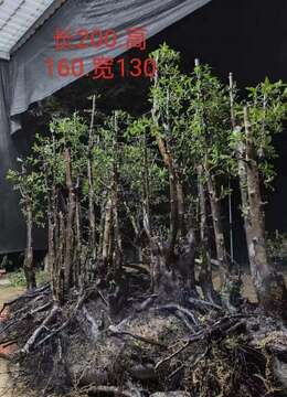 超级大丛林金弹子，大熟桩，有喜欢赶紧下单