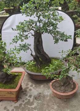 盆70   根盘36   带盆高度120    小山灌木 小叶血红