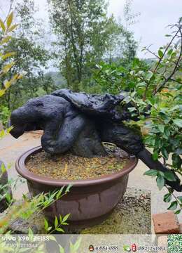 金弹子树桩盆景金弹子¤泰山金弹子小品