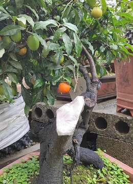 老鸦柿如何扦插