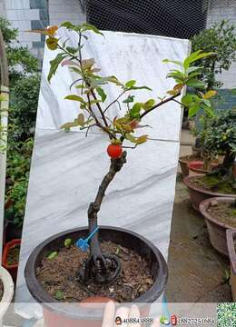 金弹子国庆特惠，喜欢的老板联系