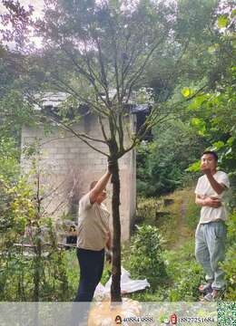 白皮瓜子黄杨4棵，带大土球，多年熟桩，优惠价出，喜欢的来挑