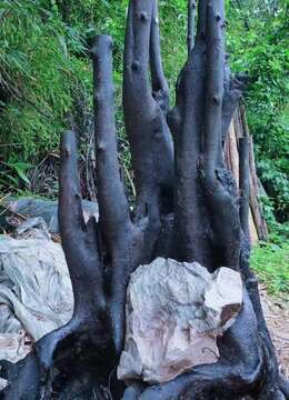 抱石假山大丛林，看上来聊