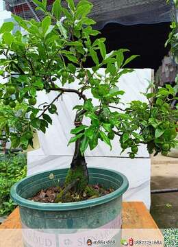 金弹子老桩浙派金弹子