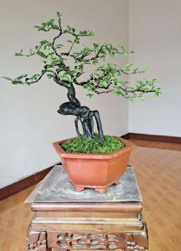 金弹子下山桩金弹子实物照片