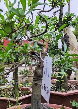 矮霸家庭小品金弹子盆栽115号山东庭院挂果金弹子老桩盆景